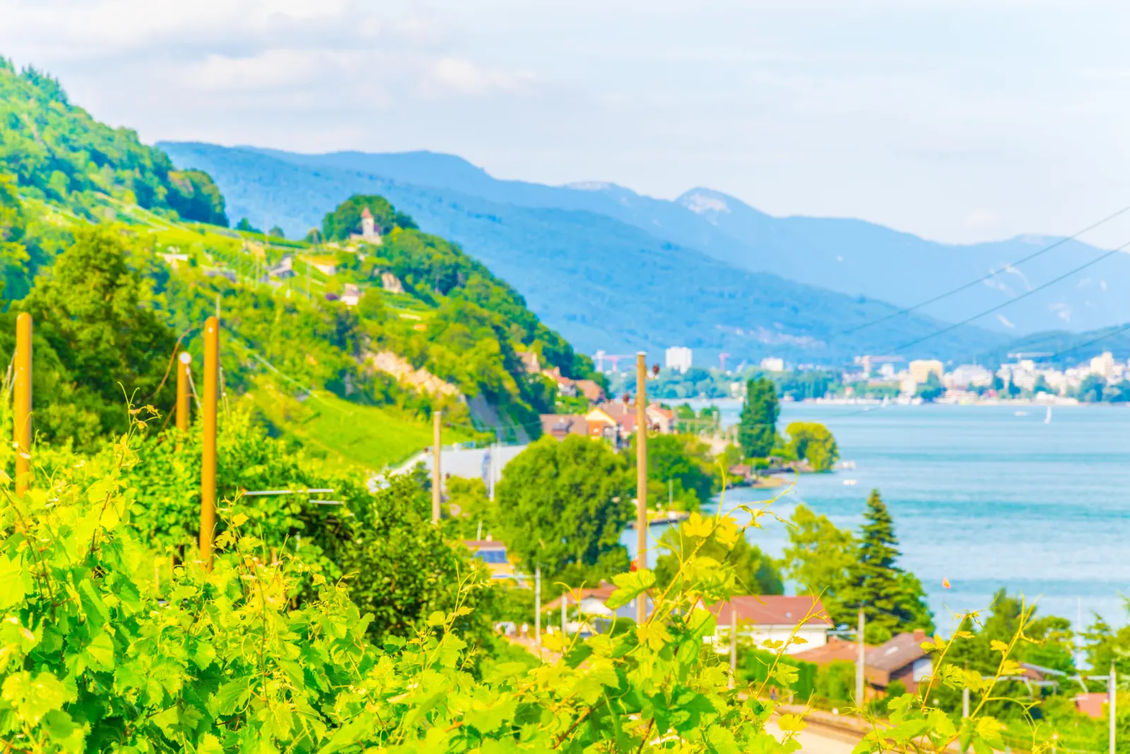 Weinberge am Bielersee bei Biel mit Blick über den See